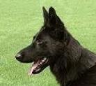 security dogs for sale, security k9