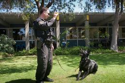 trained k9, k9 training