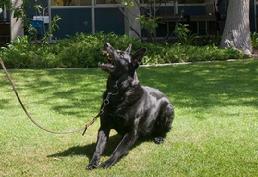dogs for sale, security dogs, k9